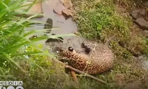 A tiger found in poor health condition in a residential area in Wayanads Neervaram