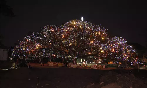 മുത്തശ്ശിമഴമരവും കൊച്ചിന്‍ കാര്‍ണിവലും