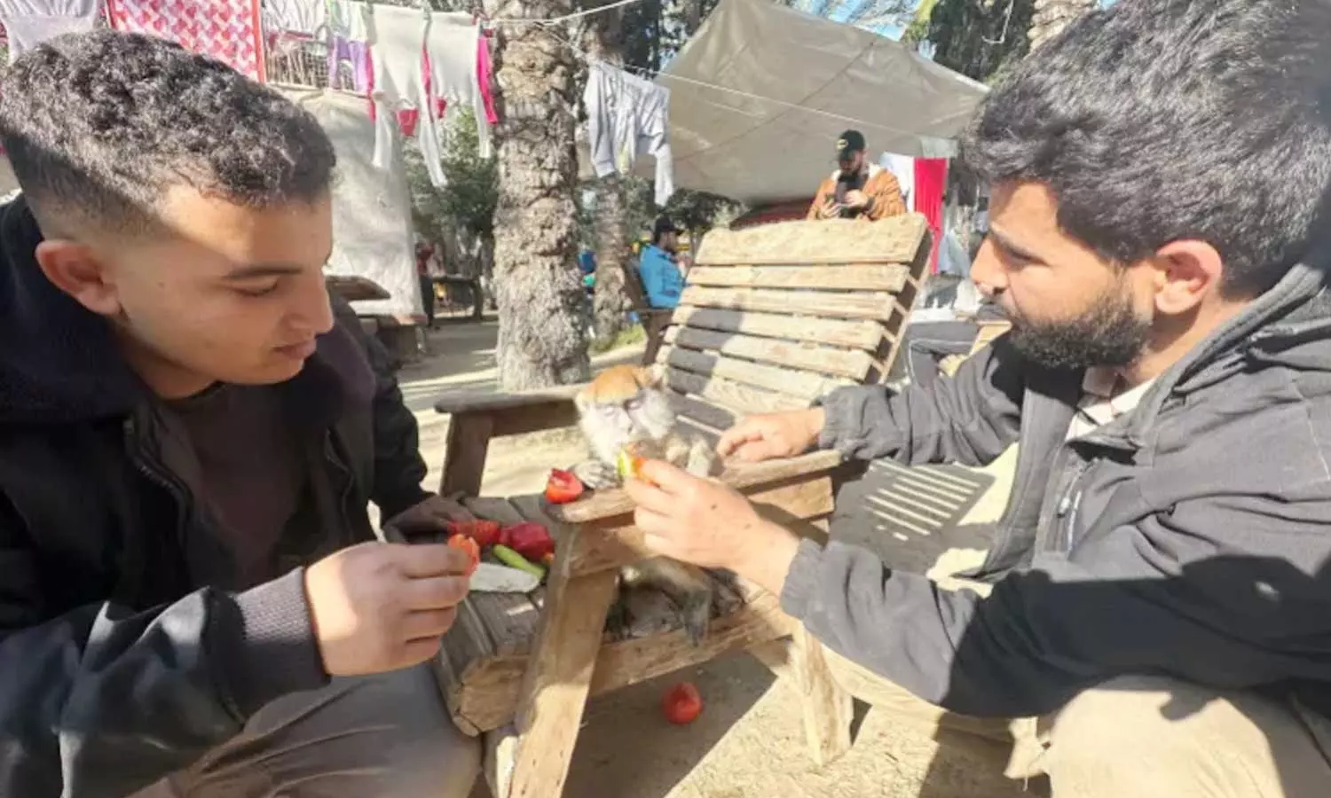 Palestinians shelter among starving animals at Rafah zoo, Palestinians in Rafah zoo, Israel attack on Gaza Palestinians shelter among starving animals at Rafah zoo, Palestinians in Rafah zoo, Israel attack on Gaza