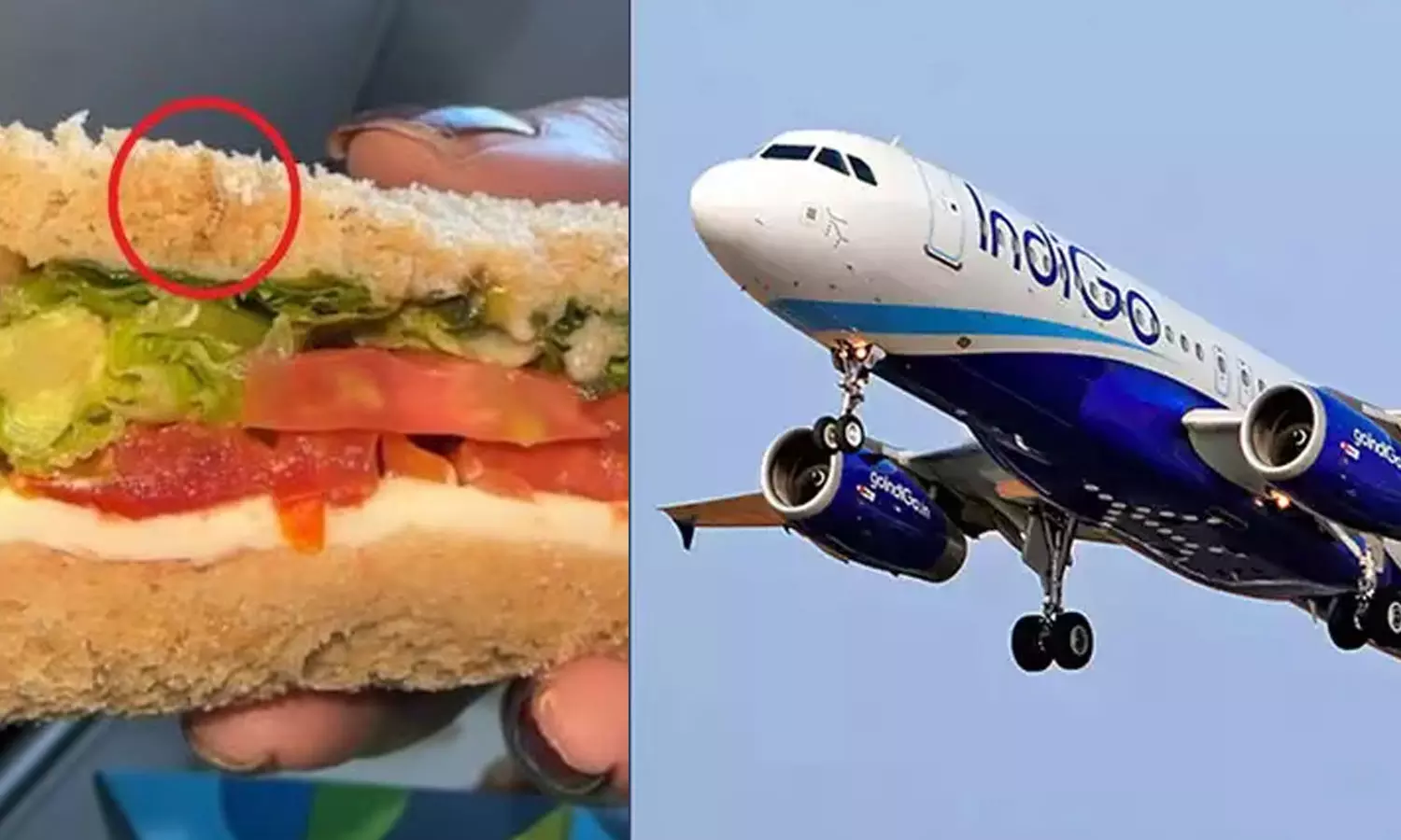 Unsafe Food in IndiGo,Show Cause Notice To IndiGo,Worm In Sandwich,IndiGo food,IndiGo Sandwich,ഇന്‍ഡിഗോ സാന്‍ഡ്‍വിച്ച്,ഇന്‍ഡിഗോ ഭക്ഷണം