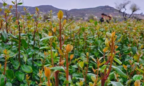 360kg Qat leaves seized in Jazan