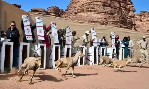 NEOM Nature Reserve Welcomes 132 Species in Collaboration with National Center for Wildlife