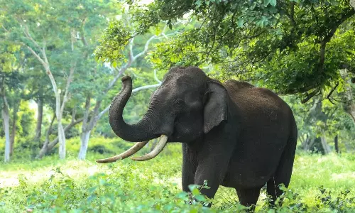 അതിരപ്പിള്ളിയിൽ കാട്ടാന വീട് തകർത്തു
