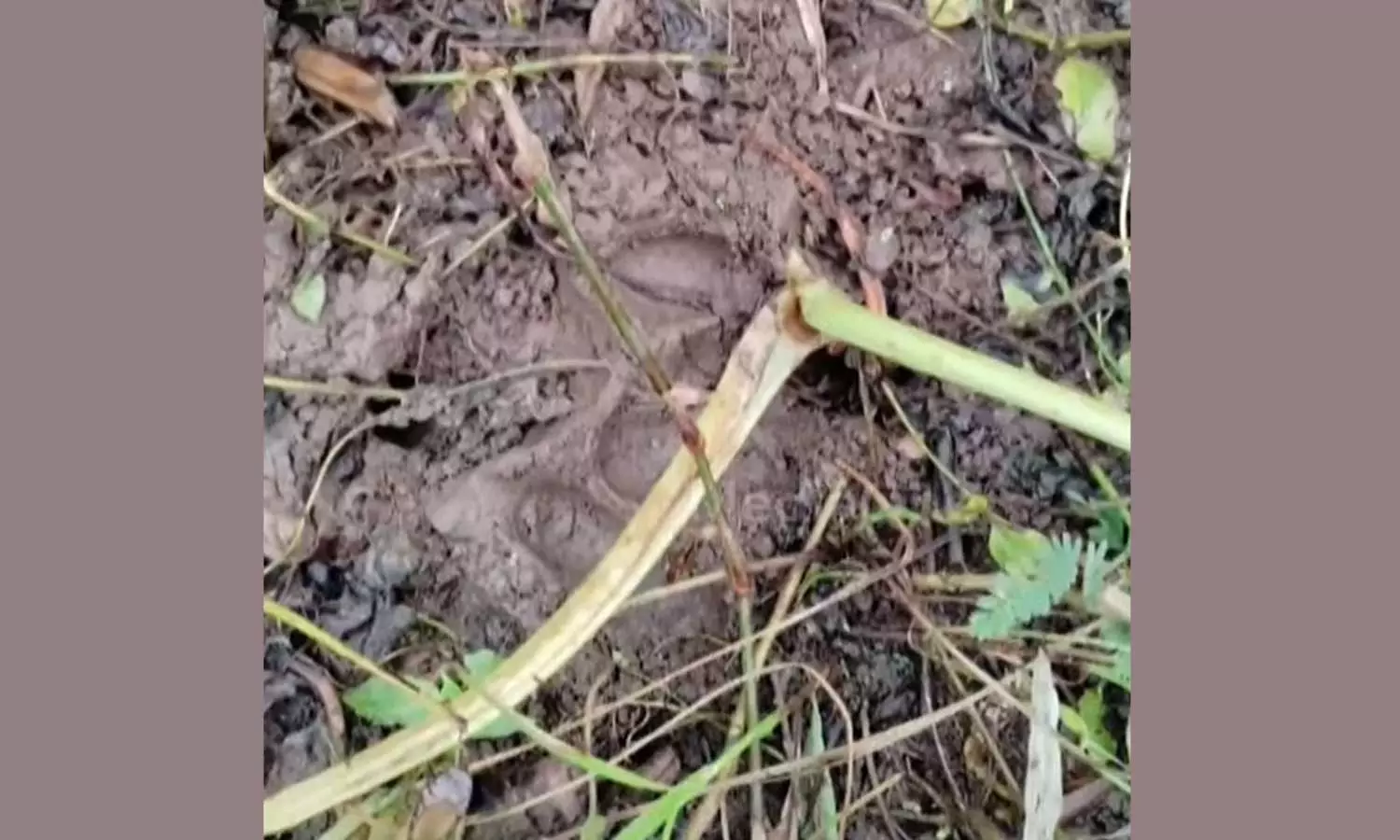 Wayanadwildanimalattack, pigfarm Wayanadwildanimalattack, pigfarm