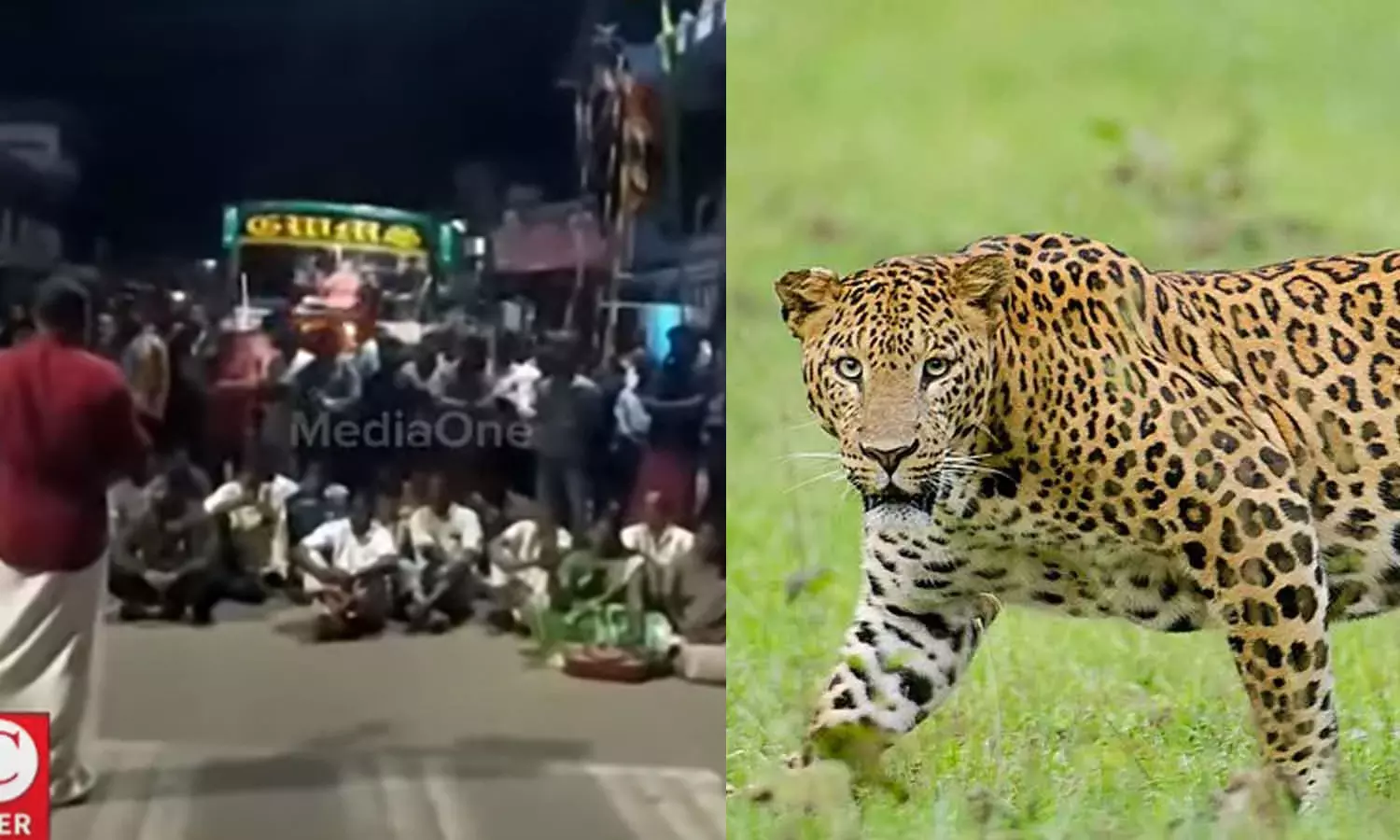 In Pantallur, a child was killed by a tiger; Locals are blocking the road In Pantallur, a child was killed by a tiger; Locals are blocking the road