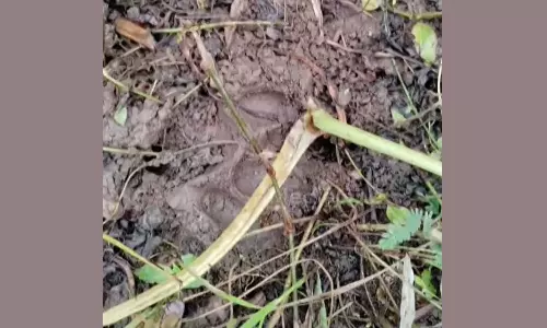 Wayanadwildanimalattack, pigfarm