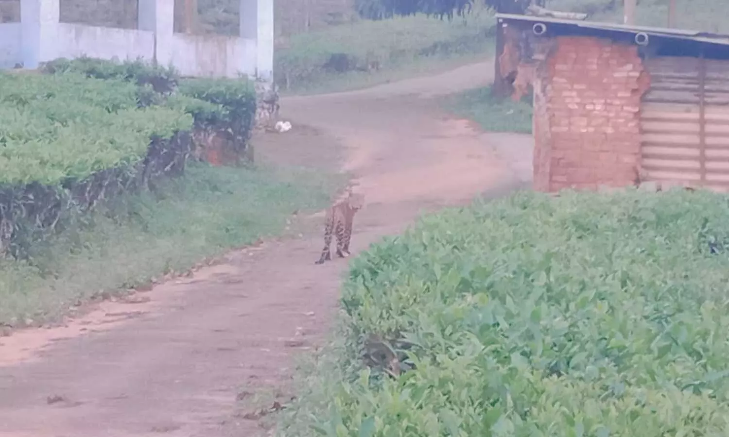 Another tiger attack near Pantallur; 23-year-old injured