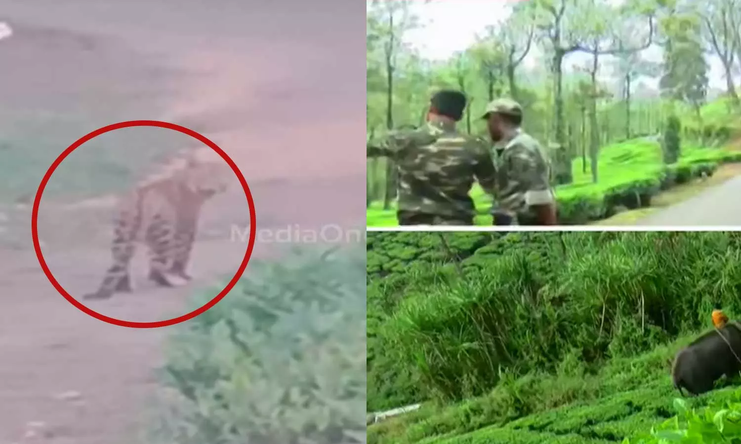 പന്തല്ലൂരിൽ കുഞ്ഞിനെ കടിച്ചുകൊന്ന പുലി പിടിയിൽ പന്തല്ലൂരിൽ കുഞ്ഞിനെ കടിച്ചുകൊന്ന പുലി പിടിയിൽ