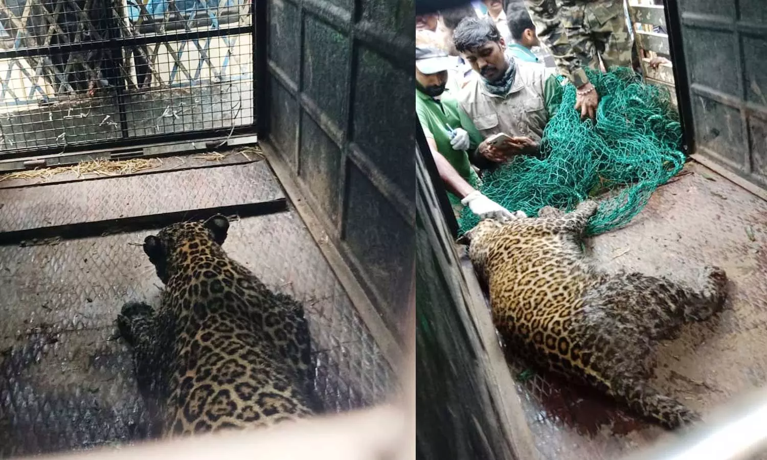 Leopard that killed 3 year old girl in Pandalur was caught and caged, Leopard attack in Pandalur, Pandalur leopard attack, Leopard that killed 3 year old girl in Pandalur was caught and caged, Leopard attack in Pandalur, Pandalur leopard attack,