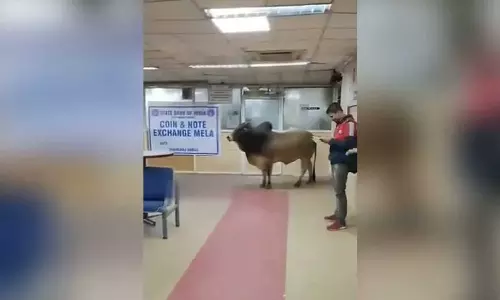 Bull Enters State Bank Of India Branch In UP