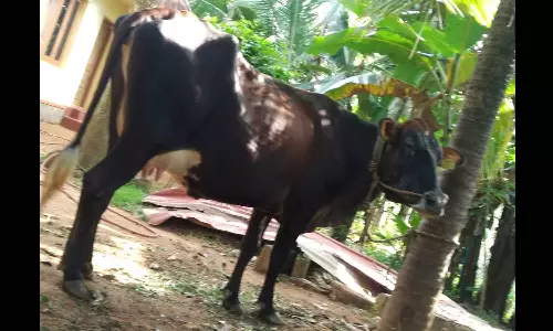 Acid was poured on the cow