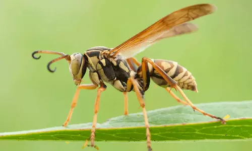 elderly man died after being stung by a wasp at ponnani eramangalam