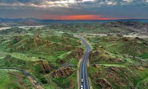 Madinah Blossoms: Vegetation Soars 360%, Painting Saudi Desert Green
