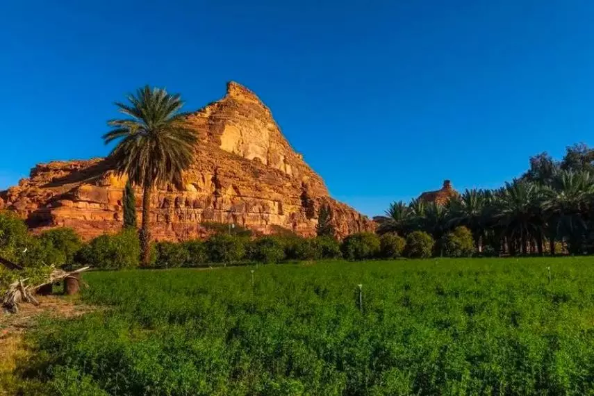 Saudi Green Initiative Gets Boost as Vegetation Center Teams Up with Riyadh Chamber Saudi Green Initiative Gets Boost as Vegetation Center Teams Up with Riyadh Chamber