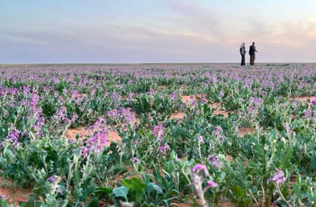 Enchanting Spring Blossoms Paint a Picturesque Scene in Northern Border Region Enchanting Spring Blossoms Paint a Picturesque Scene in Northern Border Region