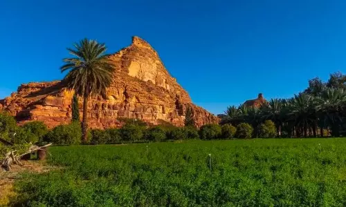 Saudi Green Initiative Gets Boost as Vegetation Center Teams Up with Riyadh Chamber