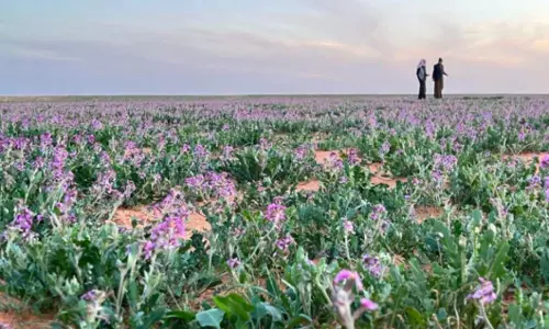 Enchanting Spring Blossoms Paint a Picturesque Scene in Northern Border Region