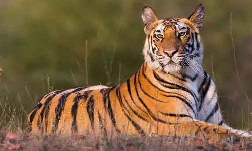 It is customary for the tiger to descend; Residents of Pulpalli are in fear