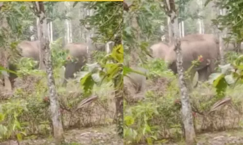 A herd of wild animals has landed near Panamaram town in Wayanad
