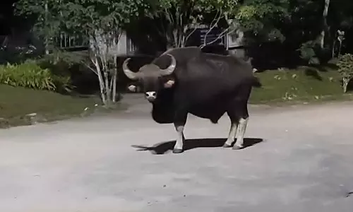 Kakkayam dam wild buffalo attack Kakkayam dam wild buffalo attack