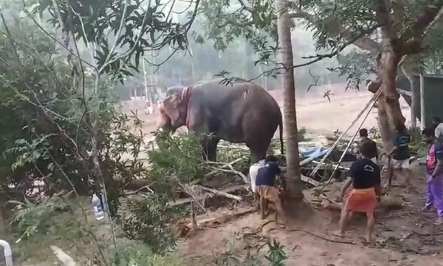 Koyilandy elephant attack Koyilandy elephant attack