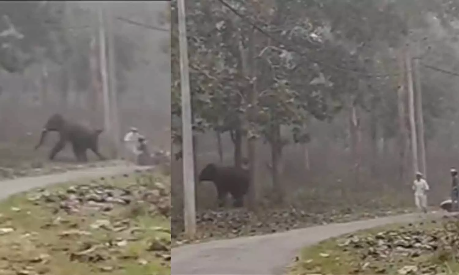 ഇങ്ങനെ പേടിക്കല്ലേടാ..; യാത്രക്കാർക്ക് നേരെ പാഞ്ഞടുത്തു; ബൈക്ക് വീണത് കണ്ട് പേടിച്ചോടി കാട്ടാന