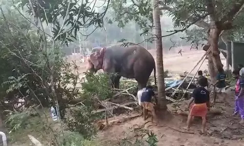 Koyilandy elephant attack