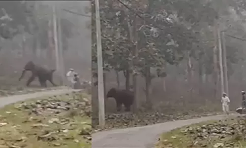 ഇങ്ങനെ പേടിക്കല്ലേടാ..; യാത്രക്കാർക്ക് നേരെ പാഞ്ഞടുത്തു; ബൈക്ക് വീണത് കണ്ട് പേടിച്ചോടി കാട്ടാന