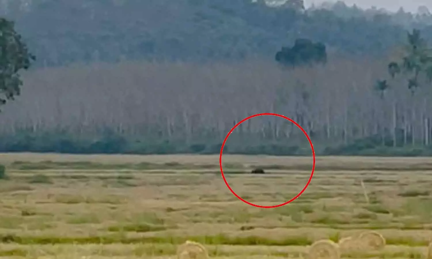 Bear in Wayanad; Scenes running through the fields Bear in Wayanad; Scenes running through the fields