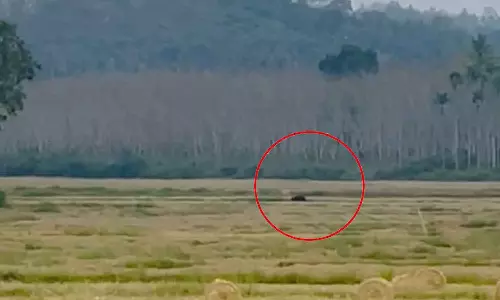 Bear in Wayanad; Scenes running through the fields Bear in Wayanad; Scenes running through the fields