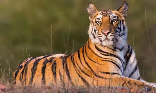 Tiger again in Wayanad Wakeri Mudakolli