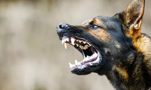 Stray dogs bite 548 people in a single day in this city