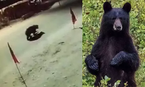 കോടതി വളപ്പിലും കരടി; സുൽത്താൻബത്തേരിയിൽനിന്നുള്ള ദൃശ്യങ്ങൾ പുറത്ത്