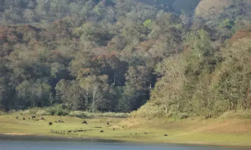 Forest harvester injured in bear attack at Idukki Periyar Tiger Reserve, Idukki Periyar Tiger Reserve