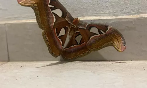 ലോകത്തിലെ വലിപ്പമേറിയ നിശാ ശലഭങ്ങളിലൊന്നായ അറ്റ്‌ലസ് മോത്ത് ഓമശ്ശേരി വാദി ഹുദയിൽ