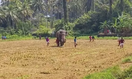പോത്തിനെ കണ്ട് ആന വിരണ്ടോടി, ആനയെ കണ്ട് നാട്ടുകാരും