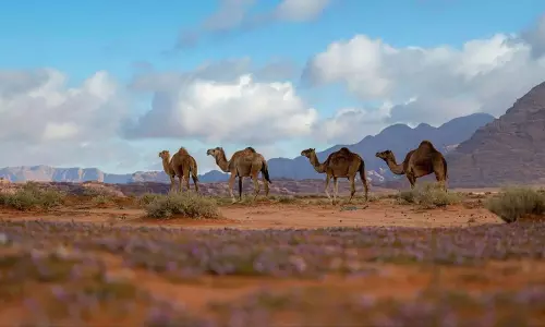 Shafa Al-Taif Center: A Captivating Natural Treasure Embracing Breathtaking Flora