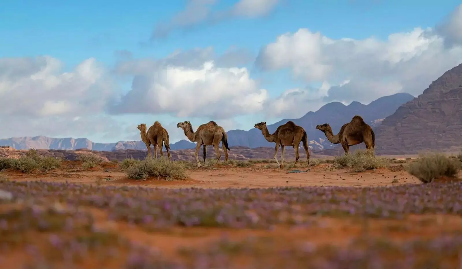 Alaqan in Tabuk, Saudi Arabia: A Winter Wonderland of Snow-Covered Beauty Alaqan in Tabuk, Saudi Arabia: A Winter Wonderland of Snow-Covered Beauty