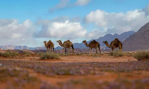 Alaqan in Tabuk, Saudi Arabia: A Winter Wonderland of Snow-Covered Beauty