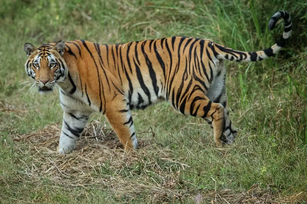 tiger
