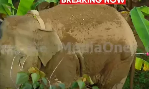 Mananthwadi elephant shot by forest department