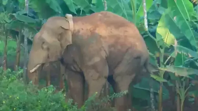 തണ്ണീർക്കൊമ്പന്റെ ശരീരത്തിൽ പെല്ലെറ്റ് കൊണ്ട പാടുകൾ കണ്ടെത്തി തണ്ണീർക്കൊമ്പന്റെ ശരീരത്തിൽ പെല്ലെറ്റ് കൊണ്ട പാടുകൾ കണ്ടെത്തി