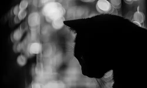 നാല് ദിവസമായി പട്ടിണി; പൂച്ചയെ പച്ചയ്ക്ക് ഭക്ഷിച്ച് യുവാവ്