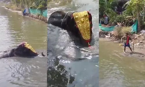 elephant swims for hours in the canal, elephant swimming Video, latest malayalam news, ആന കനാലിൽ മണിക്കൂറുകളോളം നീന്തുന്നു, ആന നീന്തൽ വീഡിയോ, ഏറ്റവും പുതിയ മലയാളം വാർത്ത