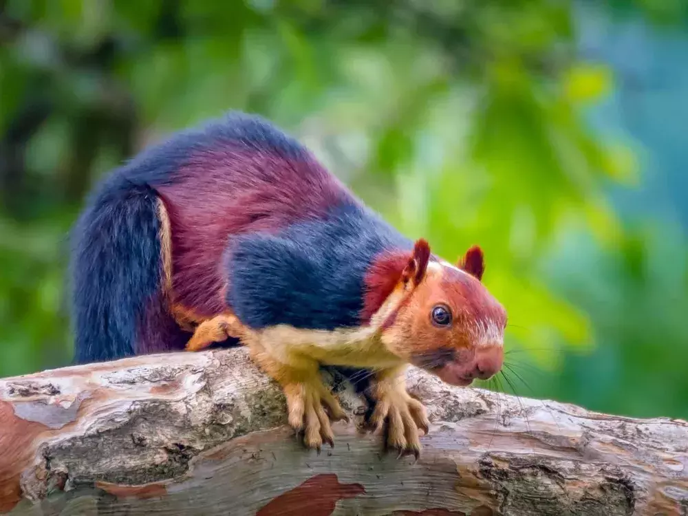 Indian giant squirrel Indian giant squirrel
