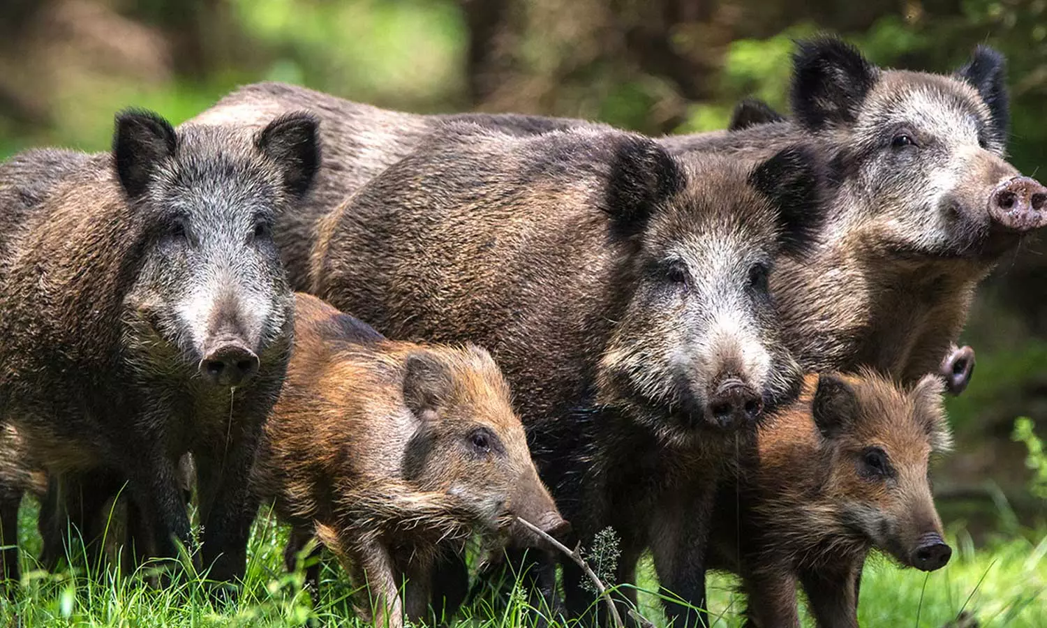 കടകളിലേക്ക് ഇരച്ചുകയറി പന്നിക്കൂട്ടം; ജീവനും കൊണ്ട് ഇറങ്ങിയോടി ജീവനക്കാർ