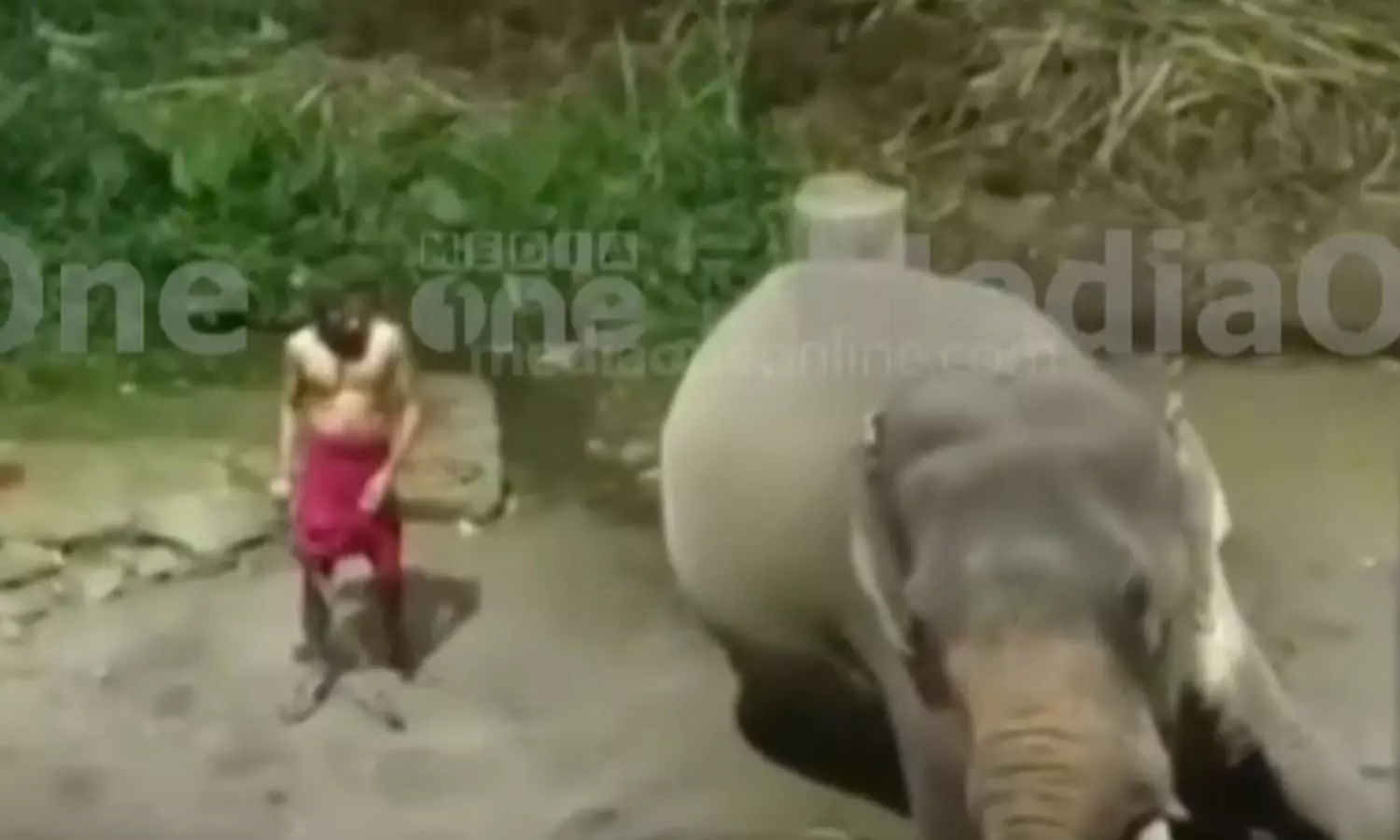 elephant was brutally beaten, Suspension for six papaans, latest malayalam news, ആനയെ ക്രൂരമായി മർദ്ദിച്ചു, ആറ് പാപ്പാൻമാർക്ക് സസ്‌പെൻഷൻ, ഏറ്റവും പുതിയ മലയാളം വാർത്ത