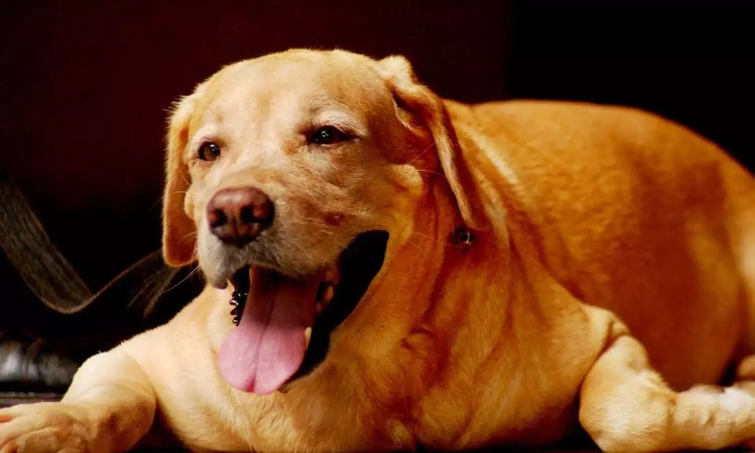 dog, Harita Karma Sena, latest malayalam news, നായ, ഹരിത കർമ്മ സേന, ഏറ്റവും പുതിയ മലയാളം വാർത്തകൾ