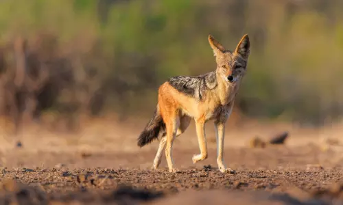 കാനിസ് ഓറിയസ് ഇന്‍ഡിക്കസ്