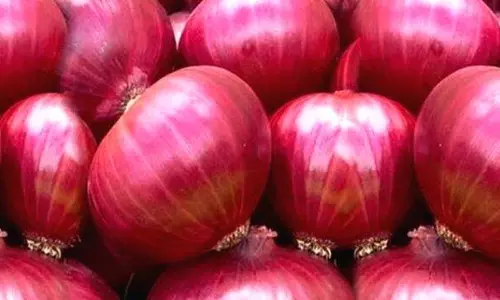 സൗദിയിലെ സവാള പ്രതിസന്ധി; പ്രാദേശിക വിളവെടുപ്പ് ഉടൻ, കൂടുതൽ രാജ്യങ്ങളിൽ നിന്ന് ഇറക്കുമതി